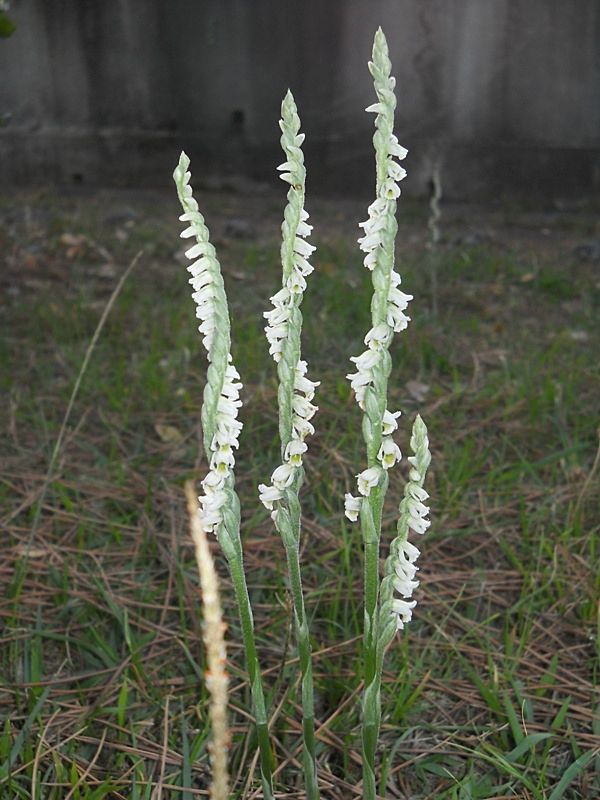 Spiranthes spiralis tra Toscana e Liguria